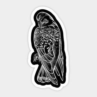 Pigeon Sticker